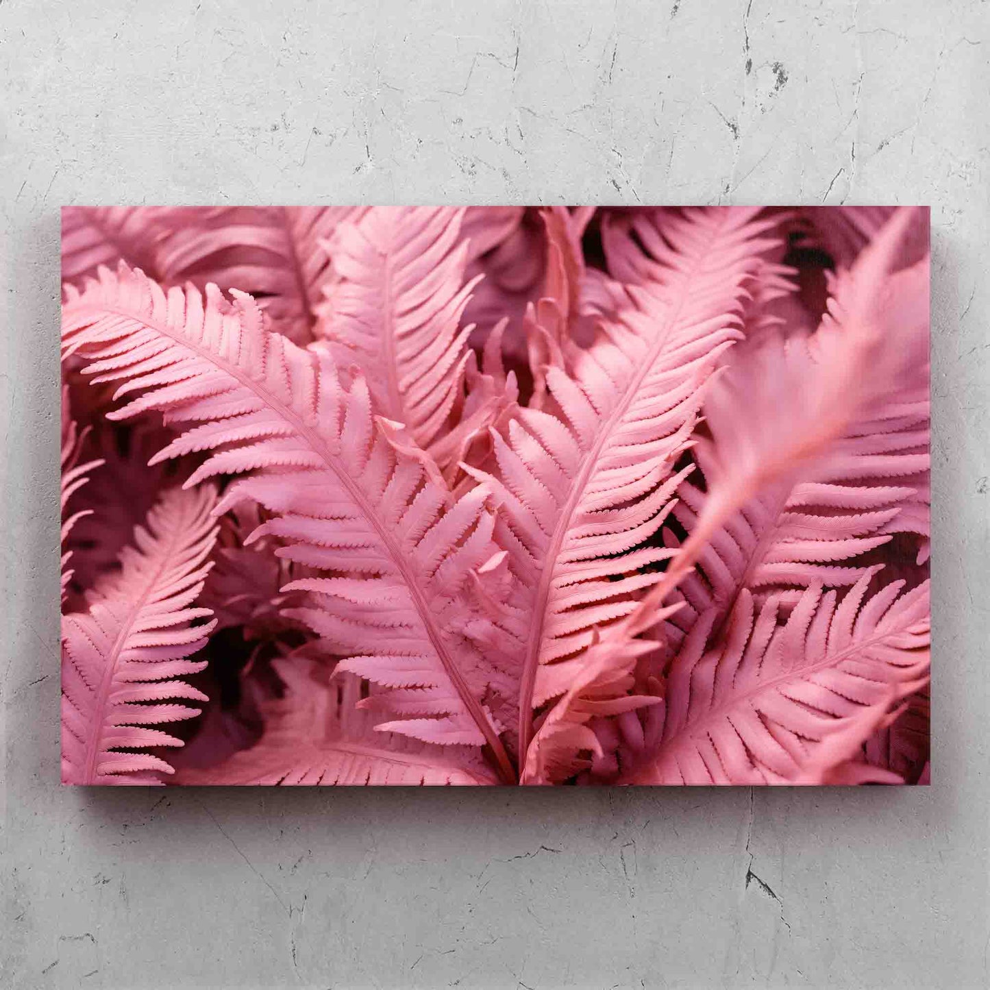 Pink Ferns