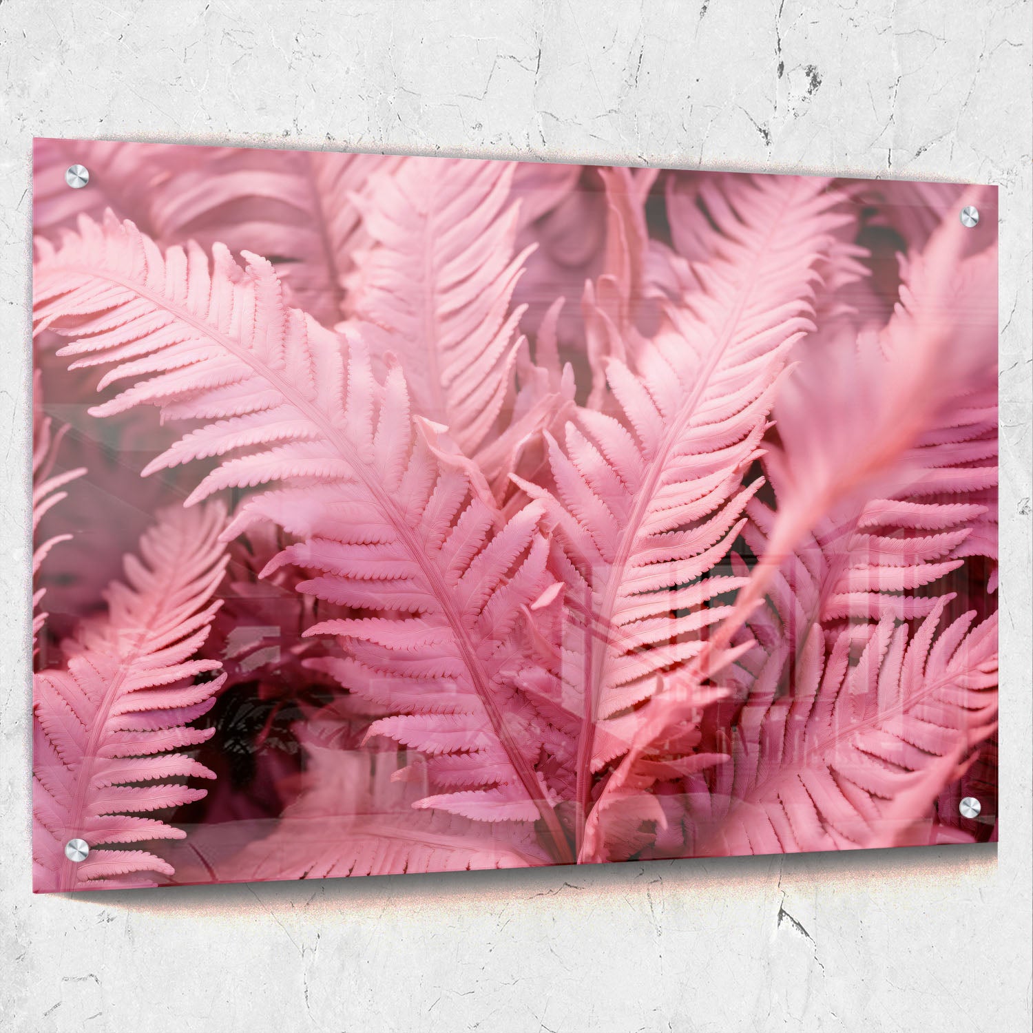 Pink Ferns