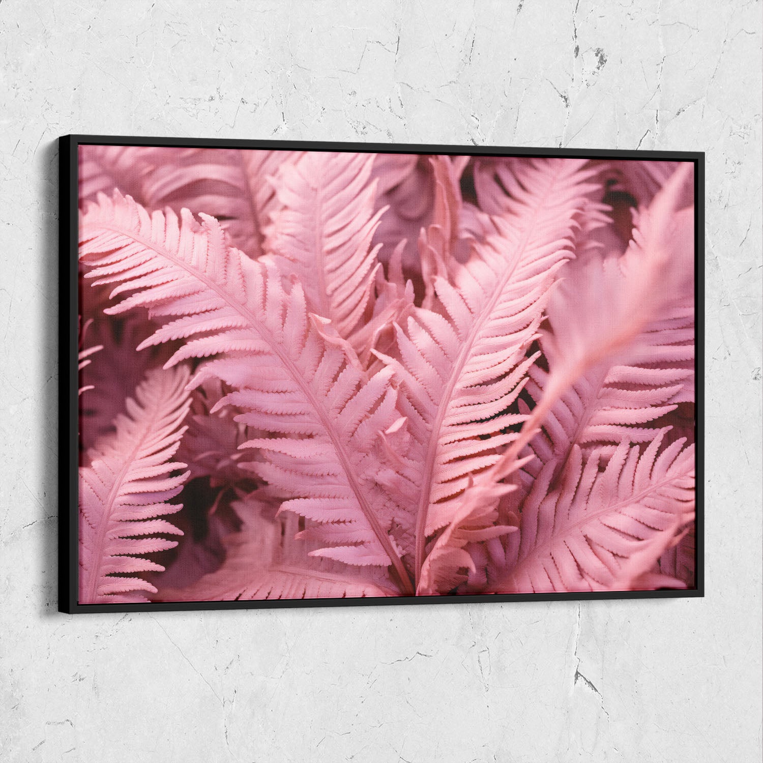 Pink Ferns