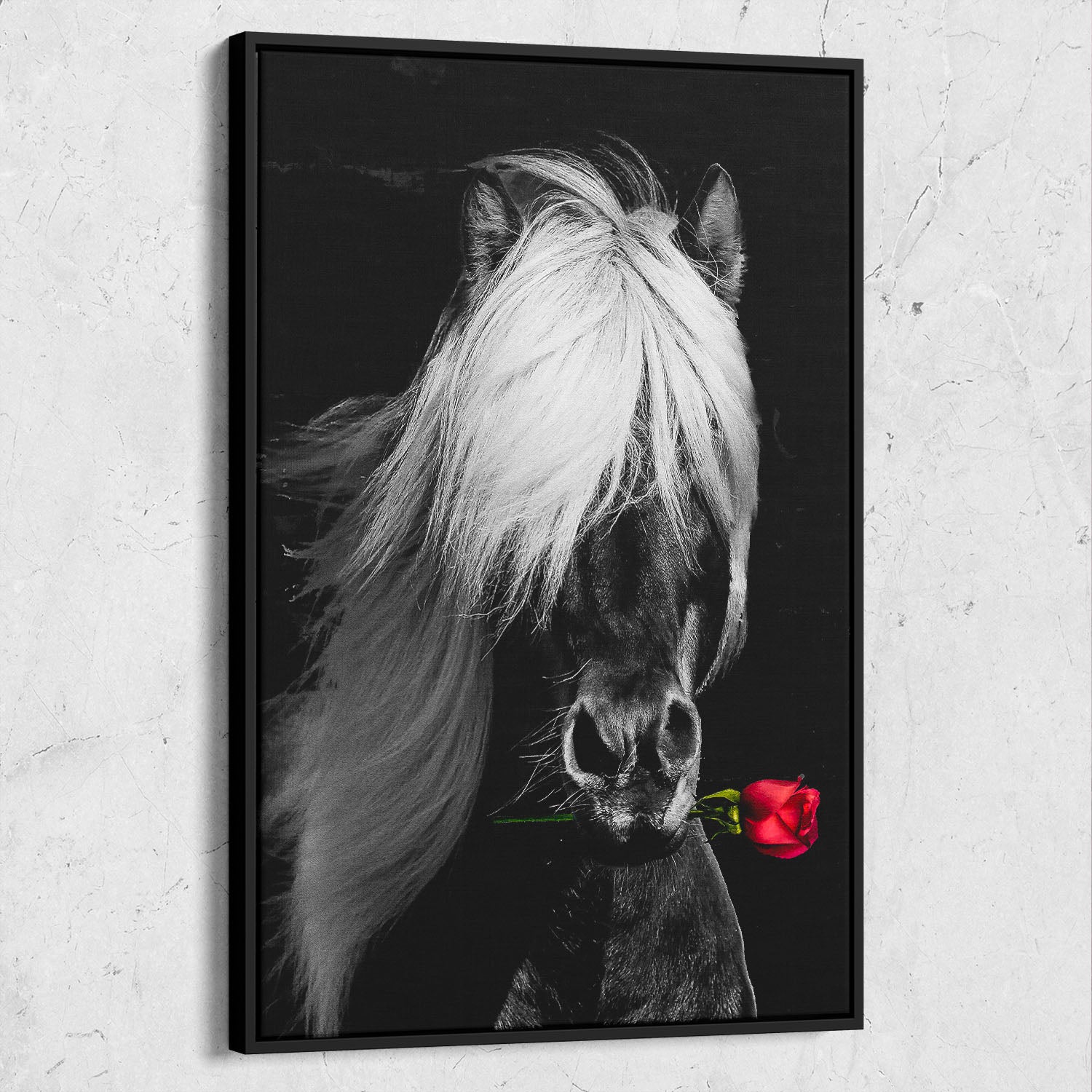 Dark Horse Rose